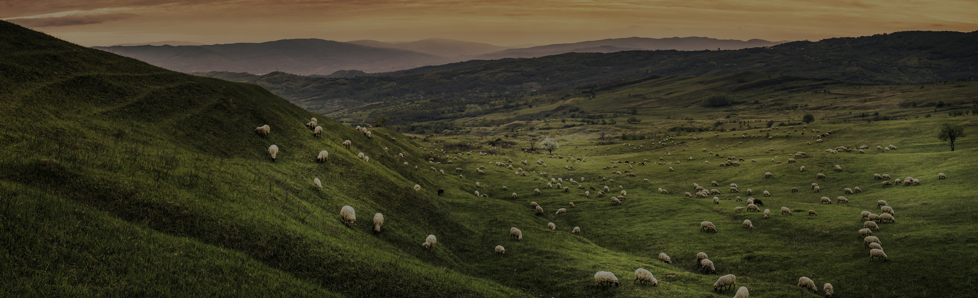 Mağaza Üst Görseli